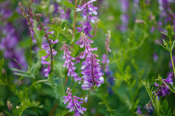 Obraz premium Purple wildflowers sway gently in a green field