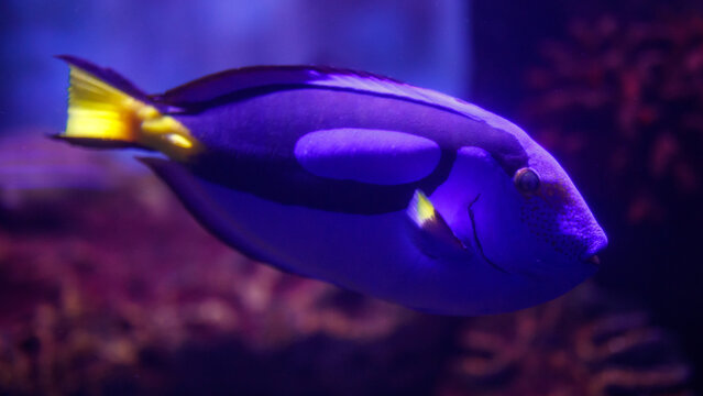 Blue tang fish moves gracefully through coral