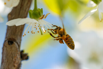 Bees gather nectar from delicate white flowers © schankz