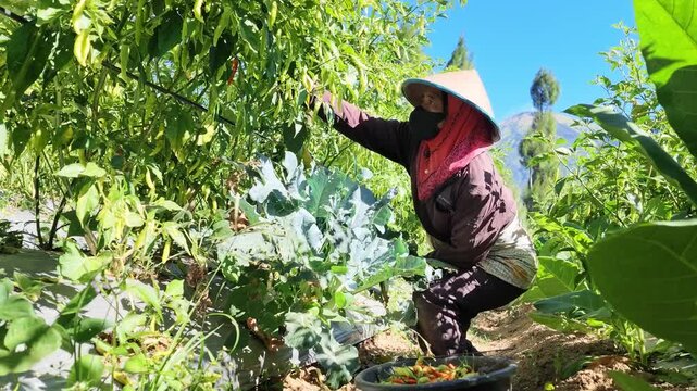 Farmers harvest chili plants