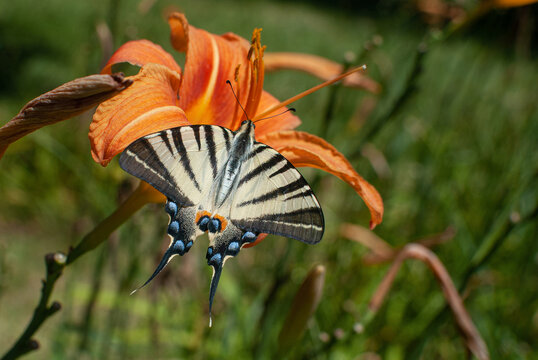 Close-up of a scarce swallowtail butterfly (Iphiclides podalirius) on an orange daylily flower with detailed wings and soft natural background.