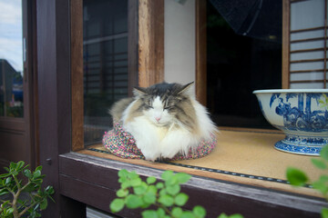 Fluffy Cat Sleeping Traditional Window © Kosuke Miyoshi