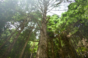Fototapeta premium Cedar Tree Trunks Branches Upward