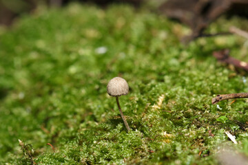 苔の間から鱗片に覆われた小さな灰褐色のクヌギタケ科キノコ（日本自然菌・キノコ生態マクロ撮影） © SAIGLOBALNT
