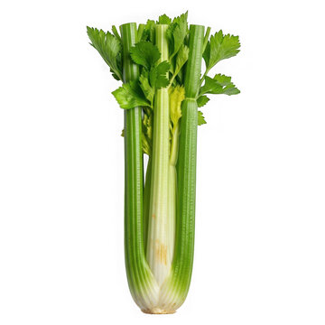 Fresh green celery stalks