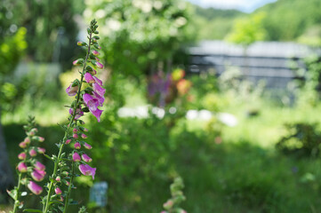 Red foxglove in garden © Philipp