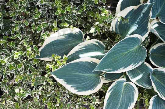Hosta and Euonymus leaves background