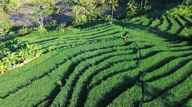 Aerial drone view of stunning terraced rice fields in Wonosobo, Central Java, Indonesia