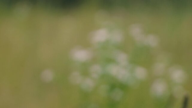 Close-up of Grass with Forest Background