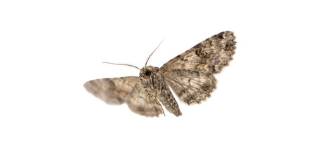 Detailed close-up of a mottled grey moth with intricate wing patterns isolated on white © Sapphire