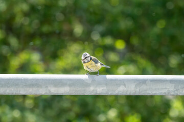 blue tit on a fence © Alicja Wójcik