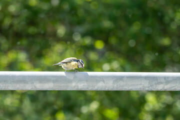 bird on a fence © Alicja Wójcik