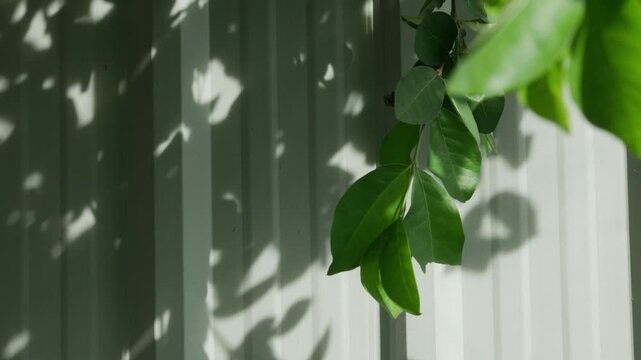 Sunlight Filtering Through Green Leaves Casting Beautiful Shadow Pattern on White Wall, Komorebi Nature Light and Shadow Botanical Background