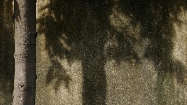 Dappled Sunlight and Tree Leaf Shadows Dancing on Textured Wall Surface, Komorebi Light Pattern Nature Background