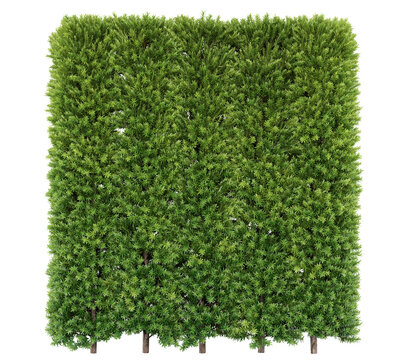 Japanese Yew Hedge Isolated PNG, Formal Evergreen Hedge, Transparent Background