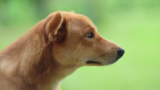 Close-Up Portrait of a Brown Dog