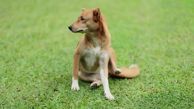 Brown Dog Sitting on Grass and Scratching Its Skin