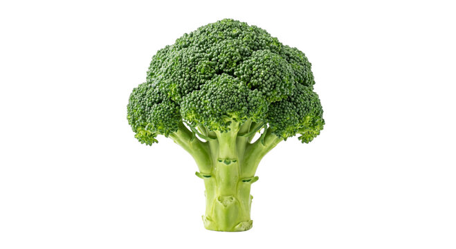 Fresh green broccoli head isolated on a clean white background