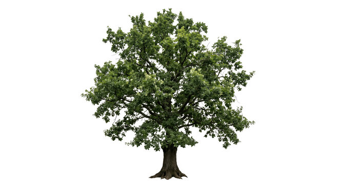 Majestic mature oak tree with lush green leaves and strong trunk