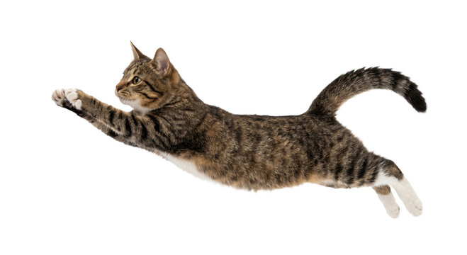 Agile tabby cat mid-air leap with outstretched paws and striped tail