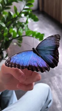 stunning iridescent blue morpho butterfly resting gently on a human hand with open wings closeup