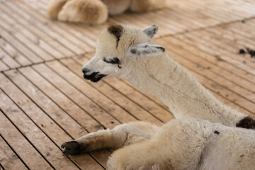 Obraz premium close up alpaca resting in cot