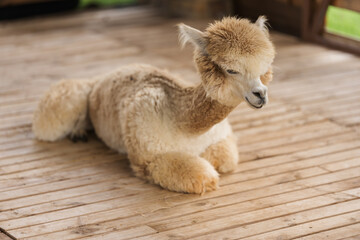 Obraz premium alpaca resting in its cot