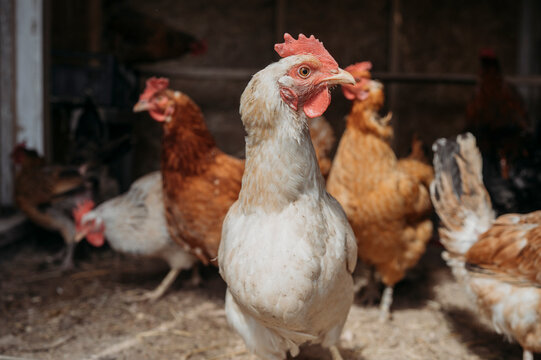 Flock of chicken in farm