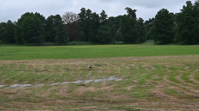 A stork is walking across a marshy meadow.
