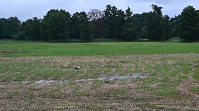 A stork is walking across a marshy meadow.

