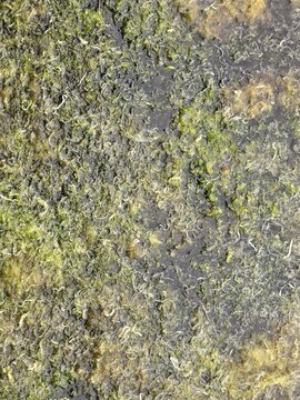 Close-up texture of green algae in shallow salt water