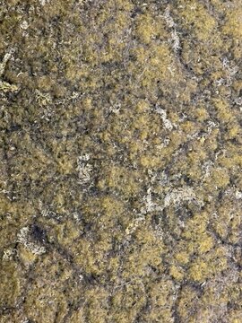 Porous organic texture of yellow-green moss and algae