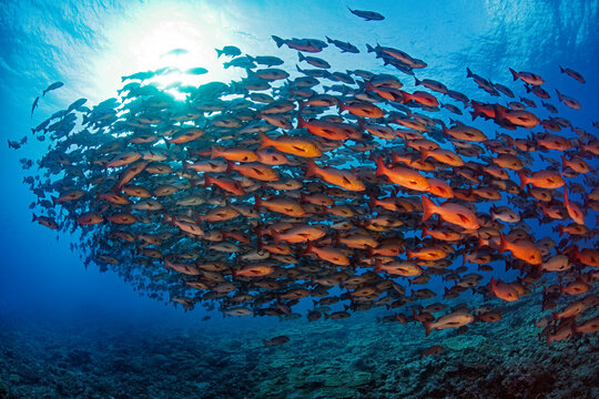Palau, Shark City, Red snapper spawning