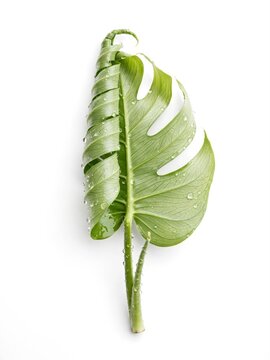 Large green Monstera leaf on white.