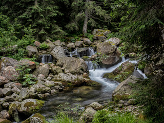 A long exposure photograph capturing the smooth, silky flow of a wild mountain stream as it cascades over moss-covered rocks within a dense coniferous forest in the Retezat Mountains, Romania. © paulmalaianu