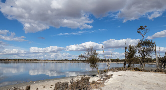 Serene Australian lakeside with shrubs and trees under blue and cloudy sky