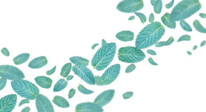 Fresh mint leaves swirling in a dynamic, refreshing cascade against a clean white background