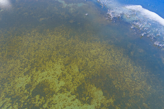 Aerial view of shallow pond with algae and reeds