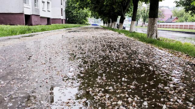 Wet sidewalk surface after rain with countless fallen petals forming a carpet, reflecting light in puddles, urban scene featuring residential building facade, line of trees, and damp asphalt road