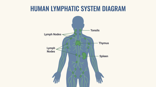 Human Lymphatic System Diagram