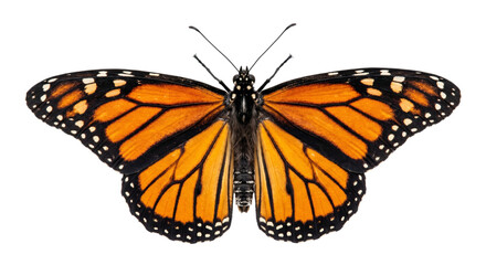 Monarch butterfly with vibrant orange wings and black veins isolated on white © Sapphire