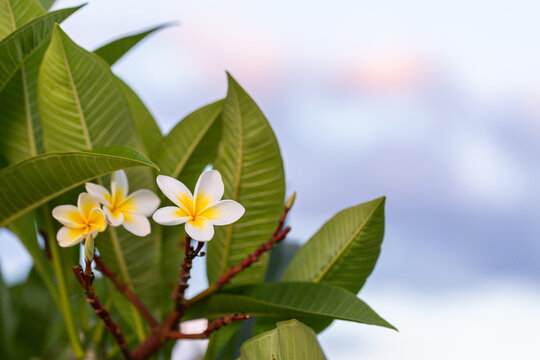 Frangipani flowers on tree at dusk with pastel sky