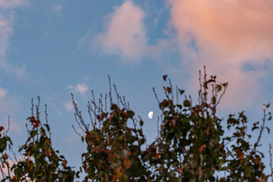 Half moon in sky framed by sunset clouds and autumn tree branches