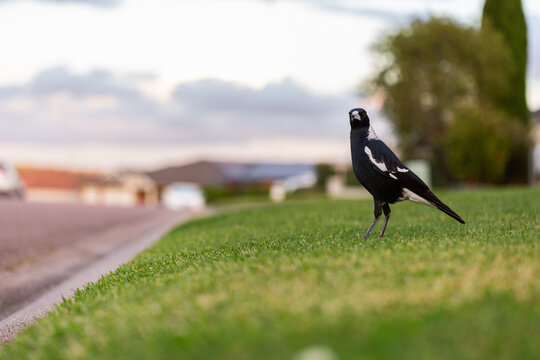 Australian magpie bird standing on front lawn grass od suburban home
