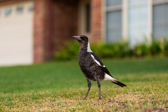 young Australian magpie bird standing on front lawn grass od suburban home
