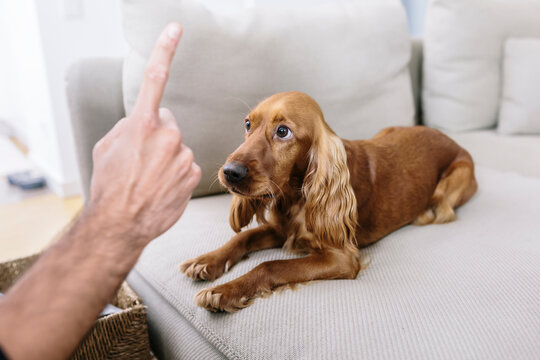 Man teaching dog at home