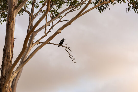 magpie sitting on old branch of gum tree against clouds