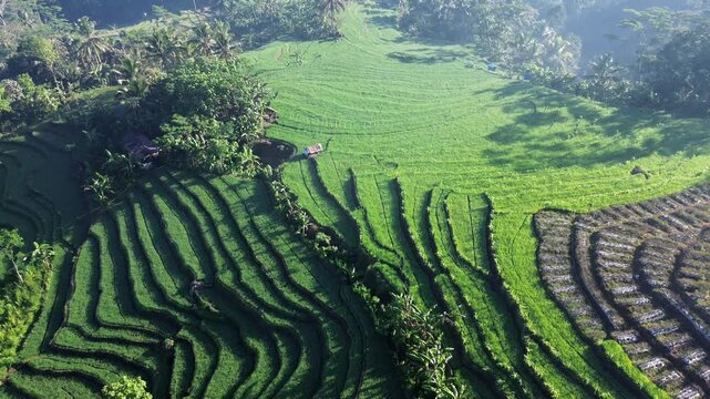 Aerial drone view of stunning terraced rice fields in Wonosobo, Central Java, Indonesia