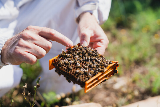 Male beekeeper inspecting a queen bee breeding frame outdoors