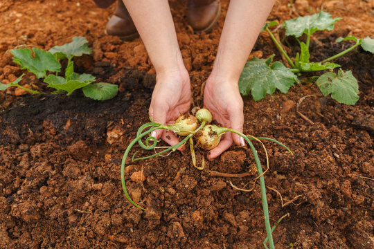 A woman holds freshly harvested organic onions over garden soil